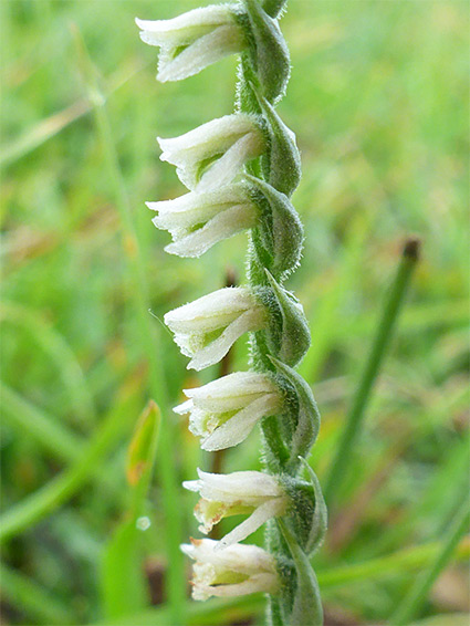 Line of flowers