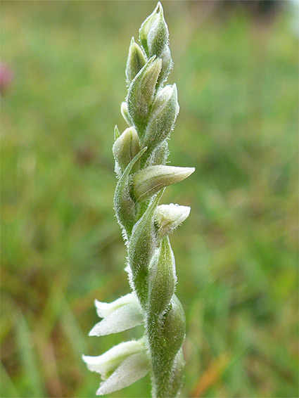 Developing inflorescence