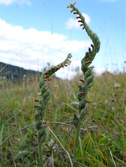 Twisted stems