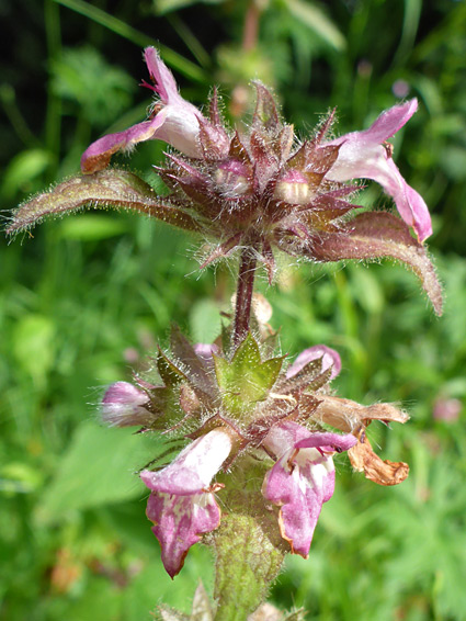 Limestone woundwort (stachys alpina), Old London Road, Gloucestershire