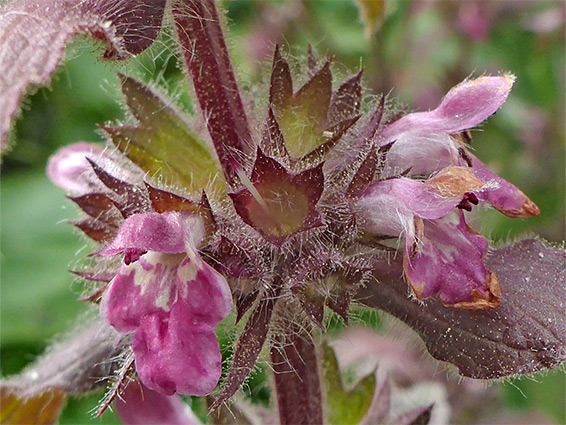 Whorl of flowers