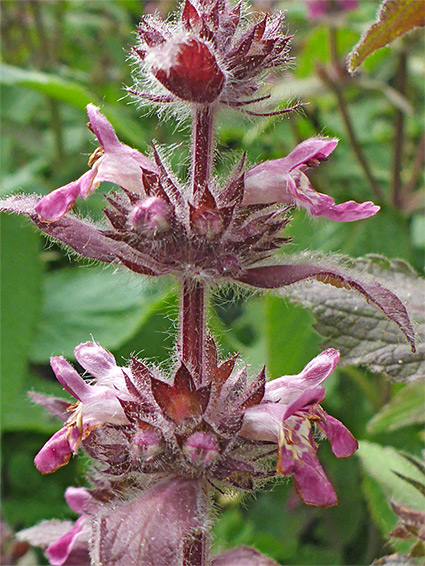 Hairy calyces and stem