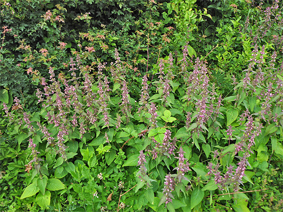 Many flowering stems
