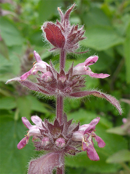 Top of a stem