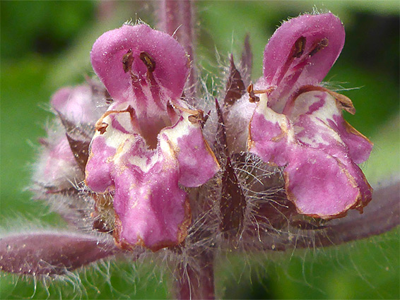 Two flowers