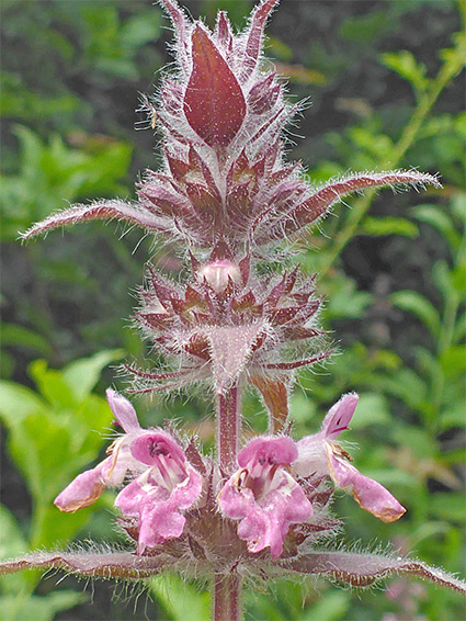 Flower whorls