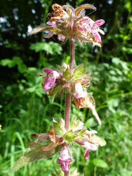 Whorled flowers