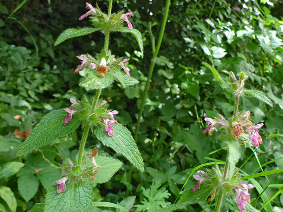 Flowers and leaves of limestone woundwort