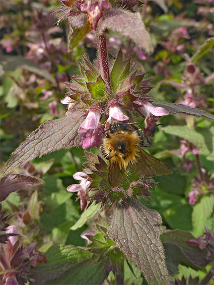 Bee on a flower