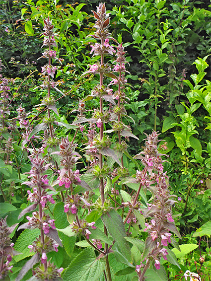 Group of stems