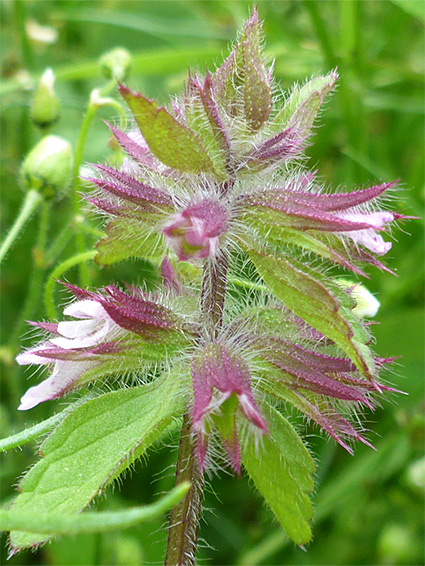 Corollas and calyces