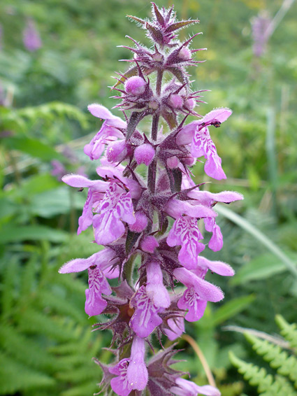 Elongated inflorescence