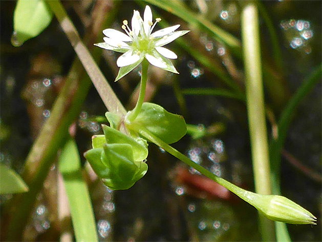 Tiny white flower