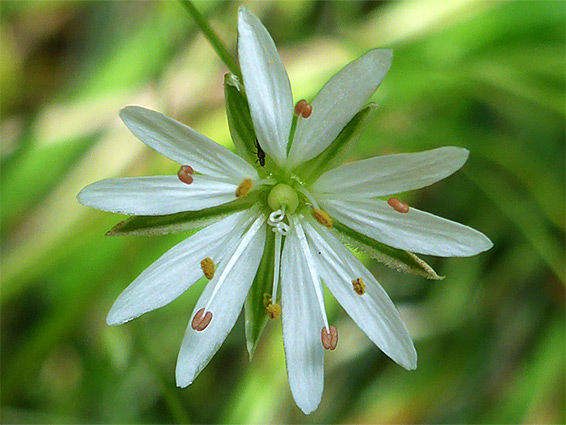 Deeply divided petals