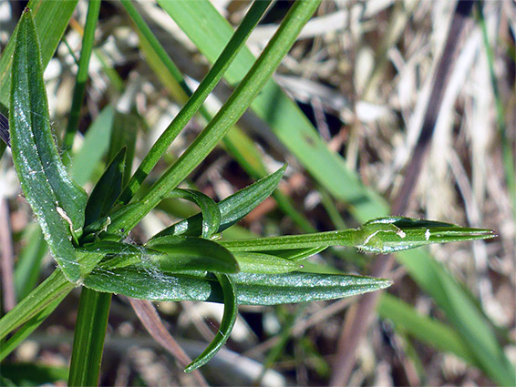 Narrow, opposite leaves