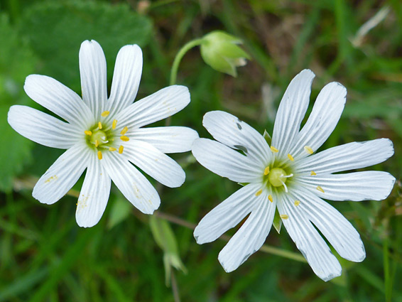 Two white flowers