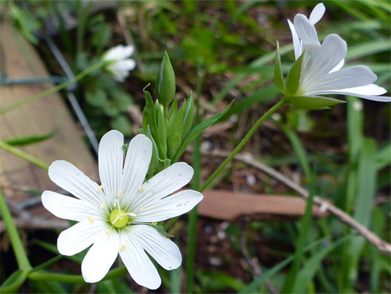 Two flowers