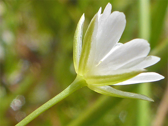 Silver-edged sepals