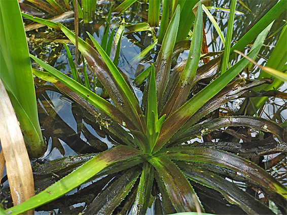 Stratiotes aloides (water-soldier), Lawrence Weston Moor, Bristol