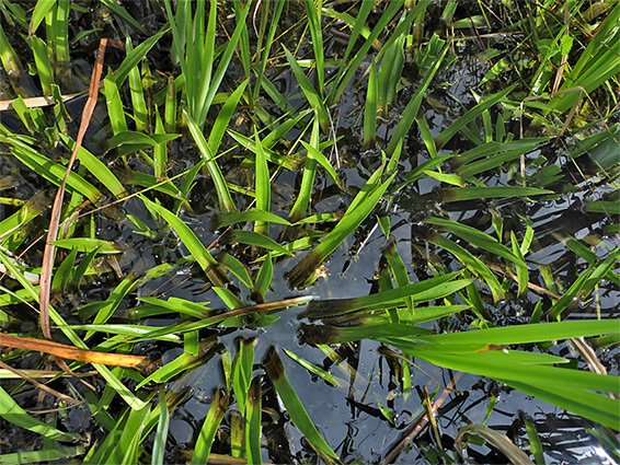 Group of plants