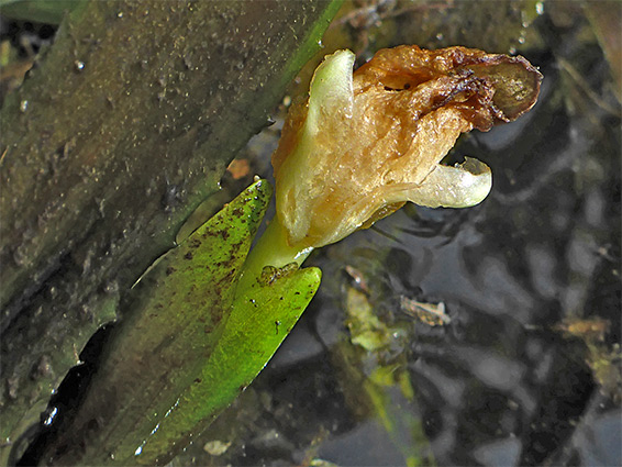 Withered flower