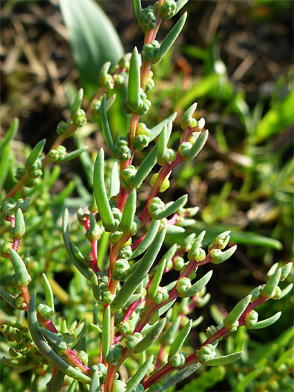 Reddish stem