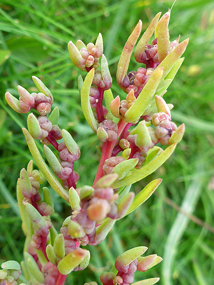 Red stem