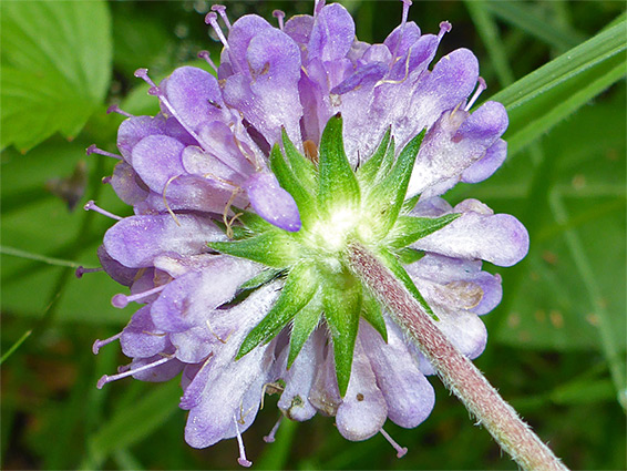 Hairy stem and bracts