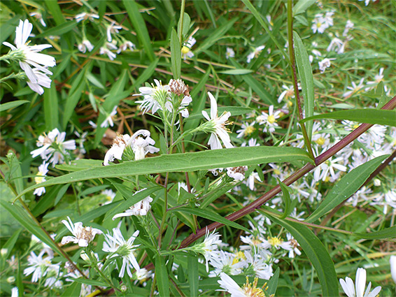 Many flowerheads