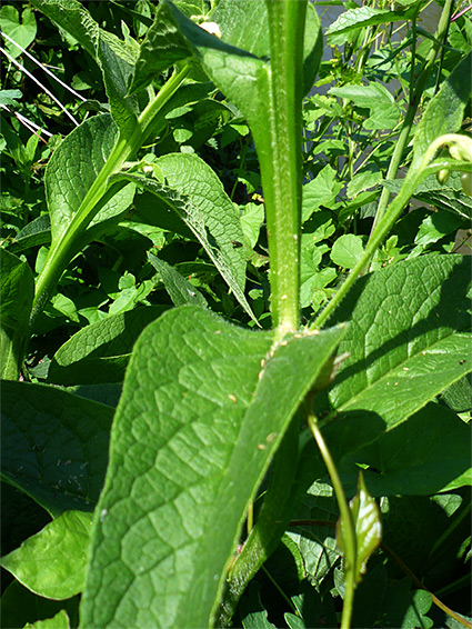 Stem and leaves