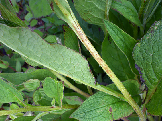 Stem and leaves