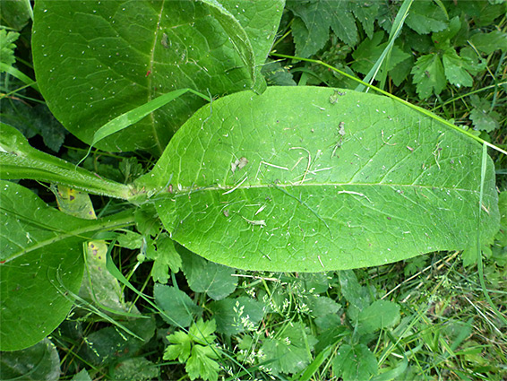 Broad leaf