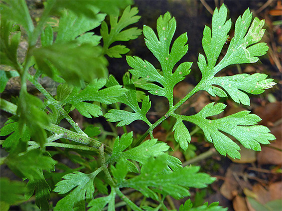 Pinnate leaf