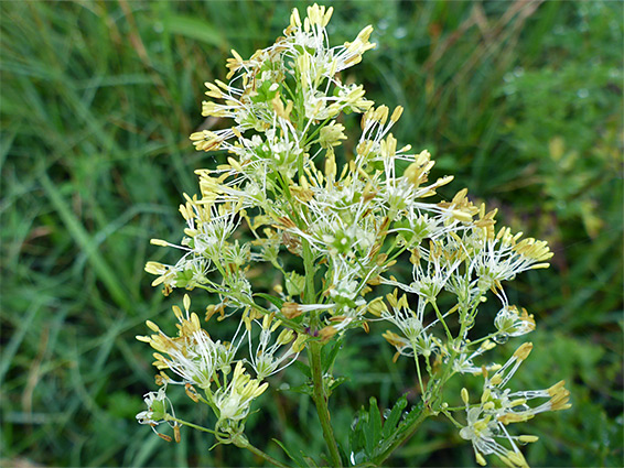 Yellow anthers