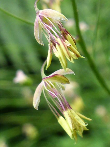 Thalictrum minus, lesser meadow-rue, Northern Slopes, Bristol