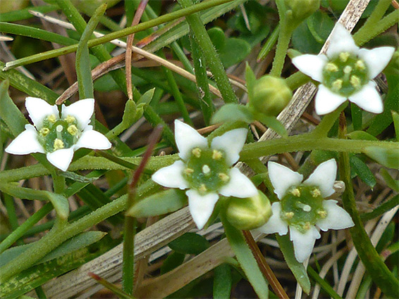 Flower cluster