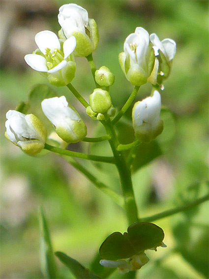 Buds and flowers