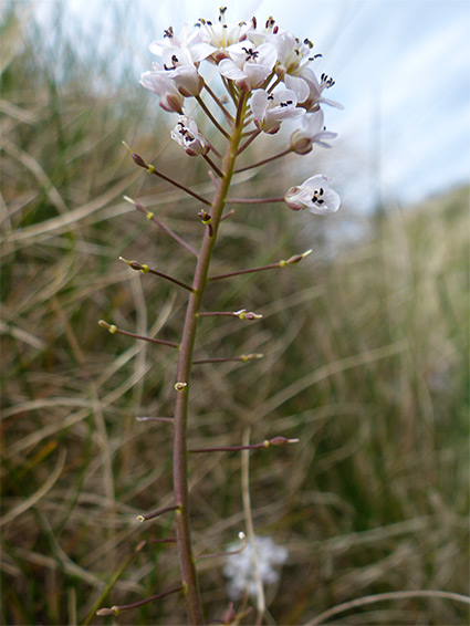 Tall stem