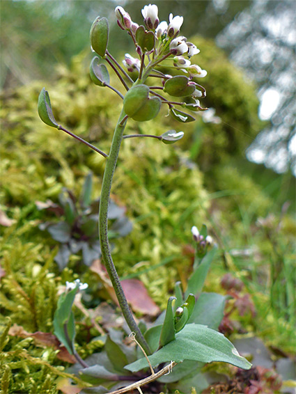 Flowers, fruit and leaves