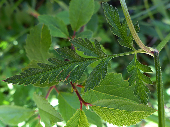 Leaf with appressed hairs