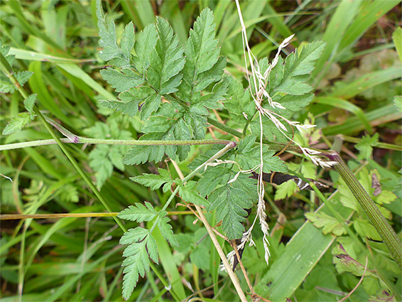 Pinnate leaf