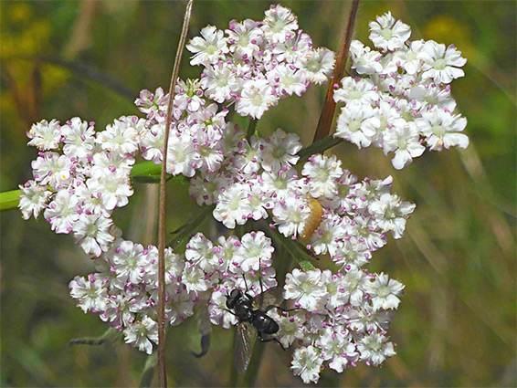 Flat-topped inflorescence