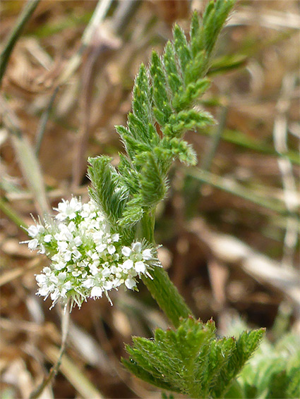 Leaf and flowers