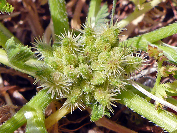 Spiny fruits