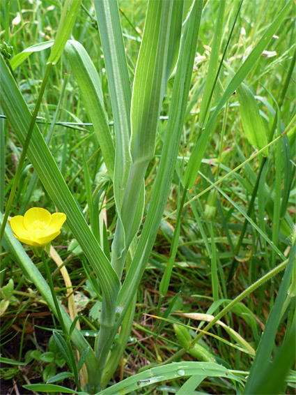 Stem and leaves