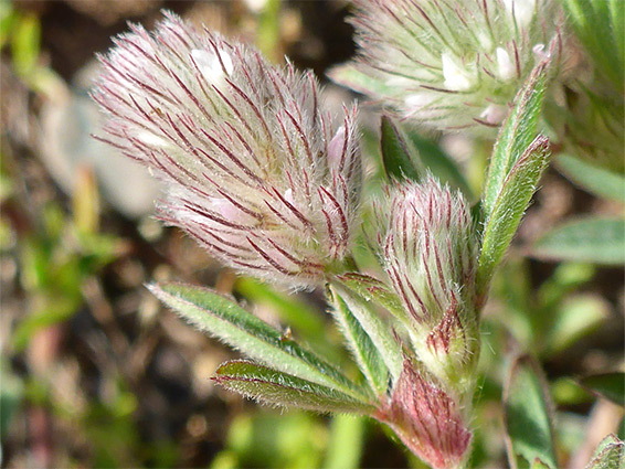 Leaves and flowers