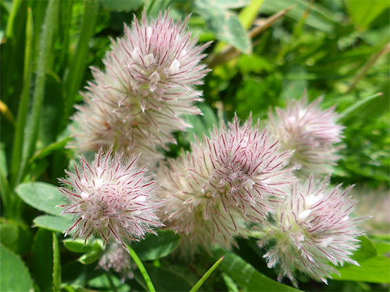 Tiny white petals