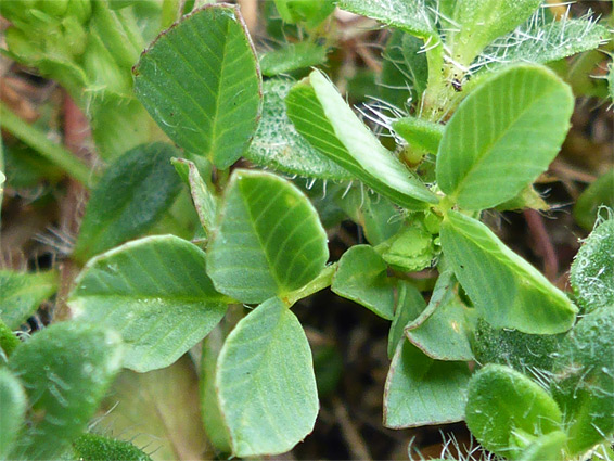 Trifoliate leaves