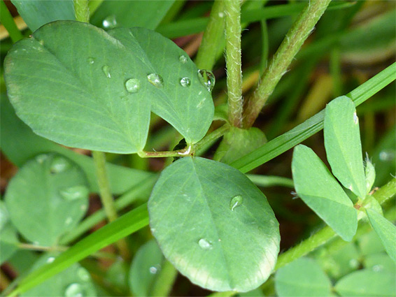 Trifoliate leaf