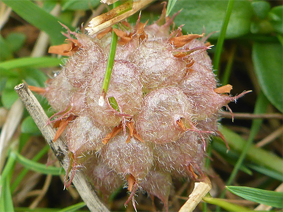 Strawberry-like fruit